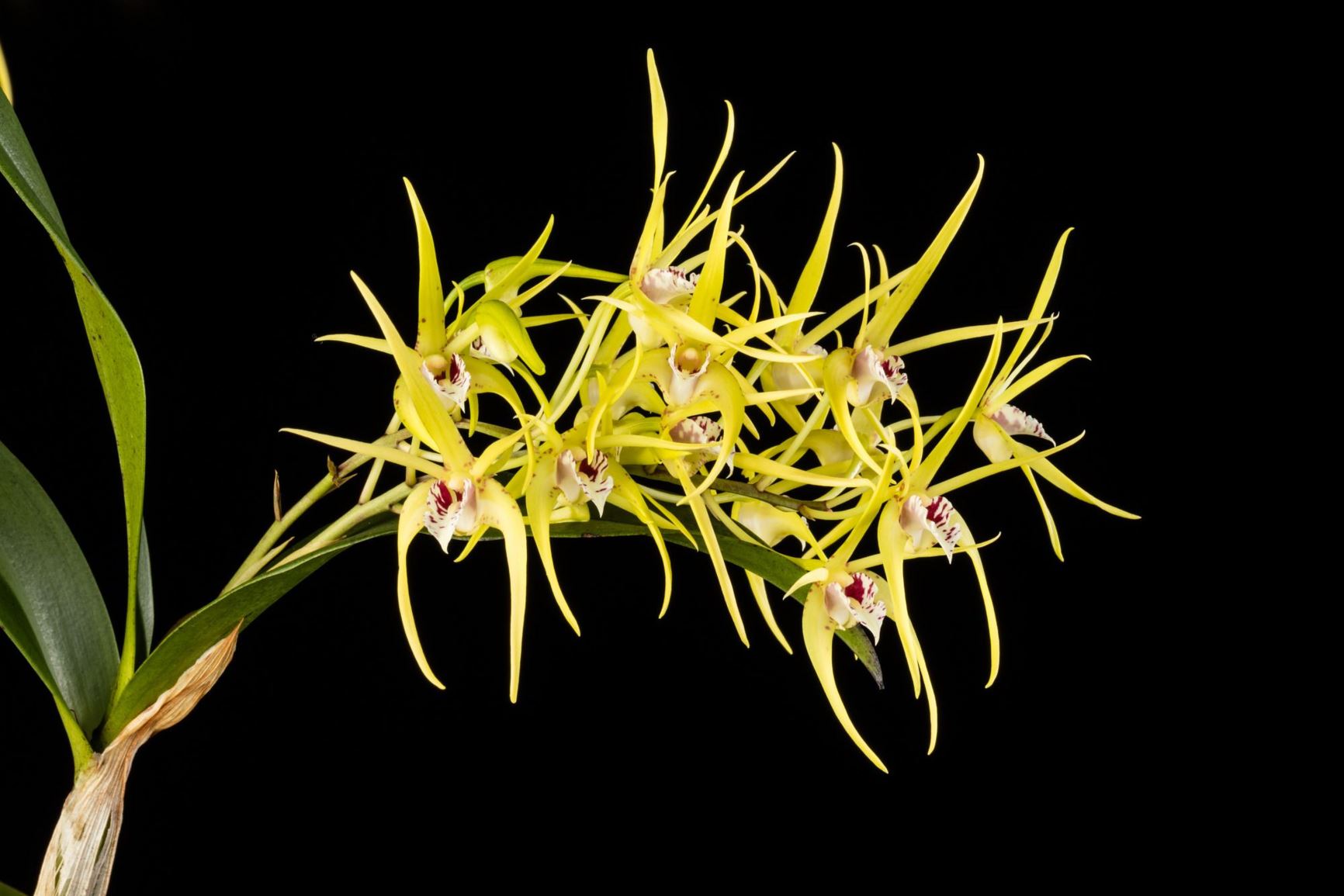 Dendrobium Hilda Poxon - Dendrobium hybrid | Smithsonian Gardens