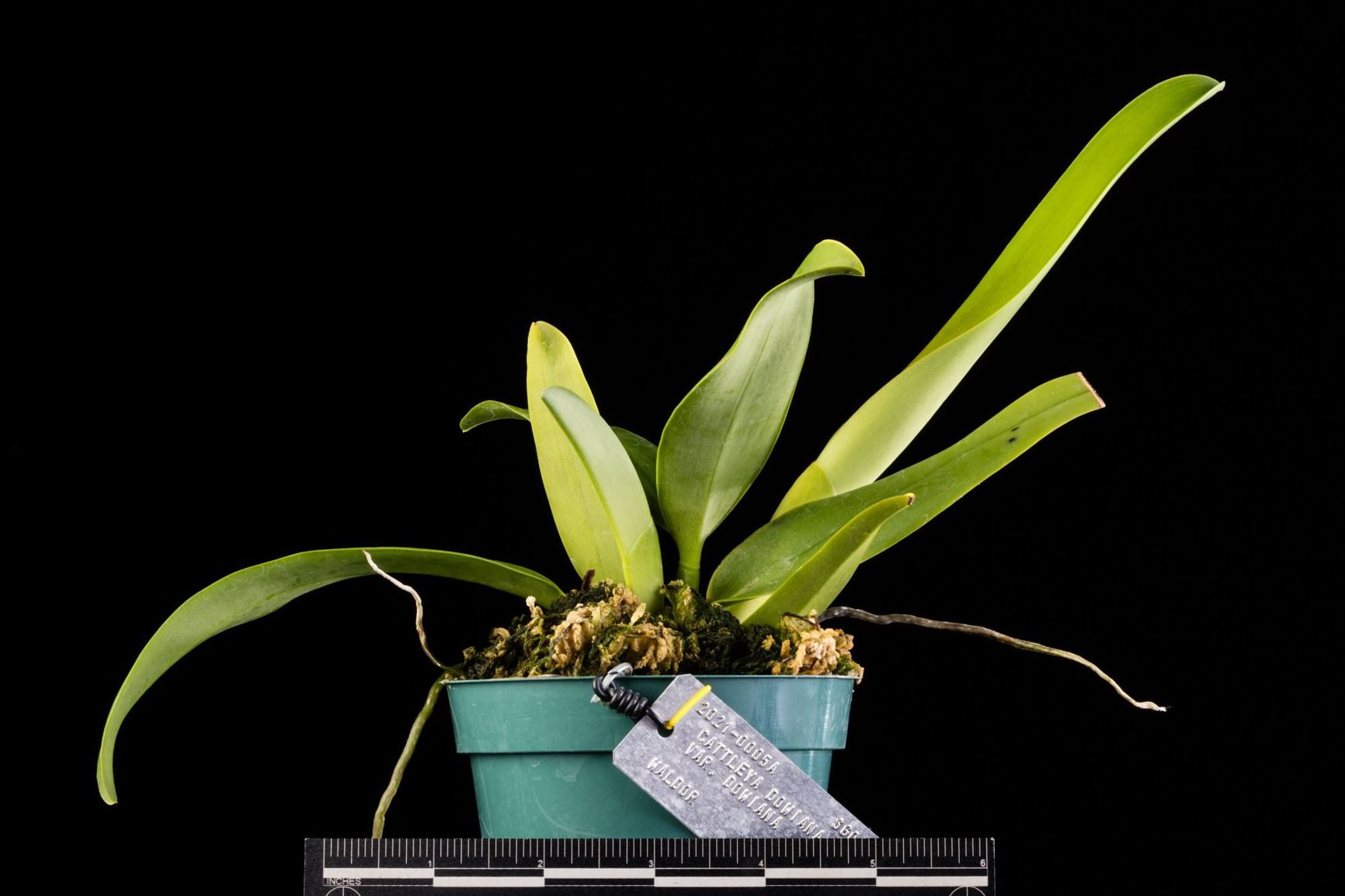 Cattleya dowiana var. dowiana - Dow's Cattleya variety