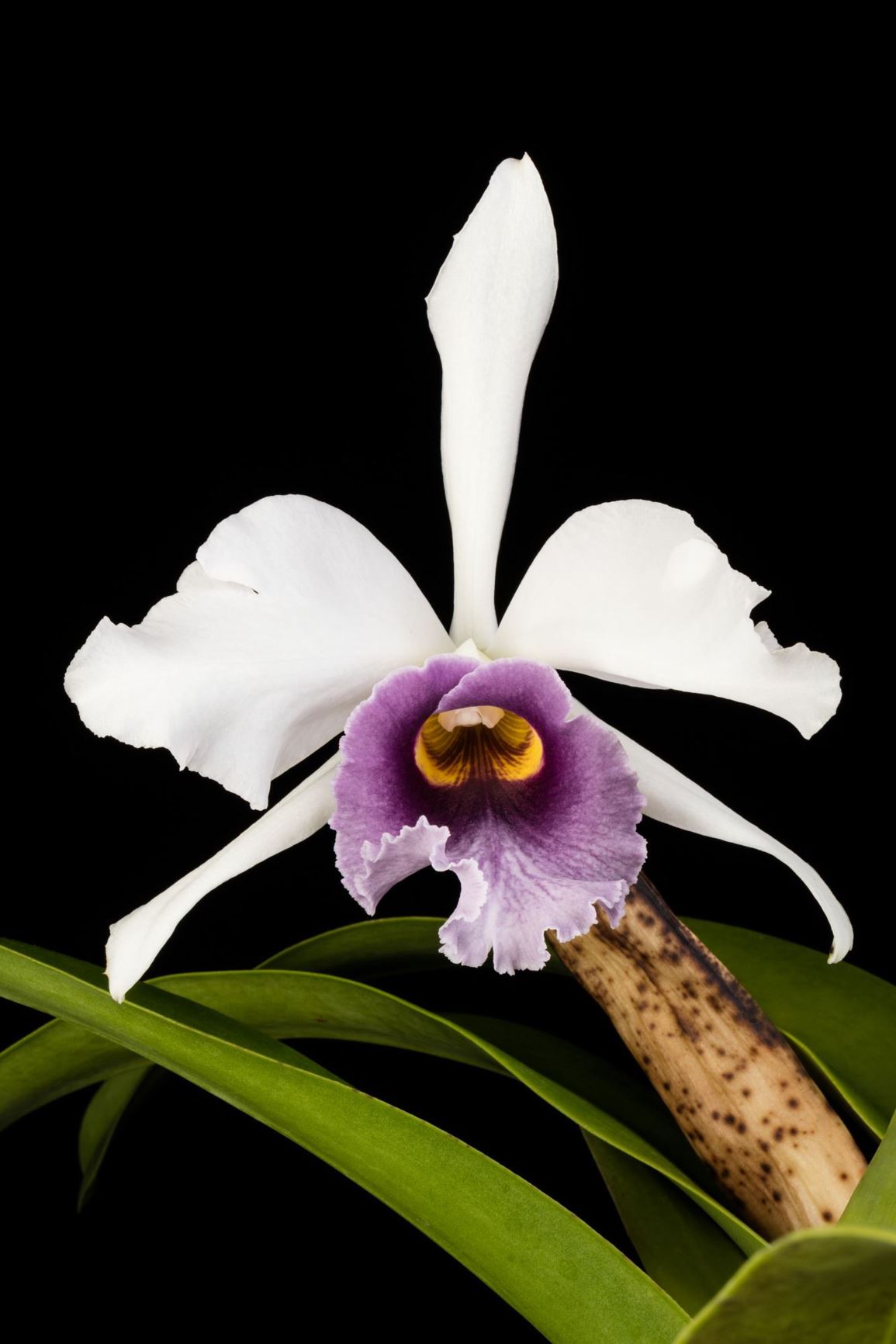 Cattleya C. G. Roebling (1895) 'Sentinel' - Cattleya clonal hybrid