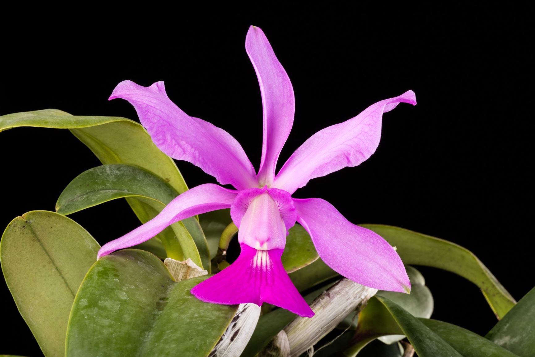 Cattleya walkeriana - Walker's Cattleya