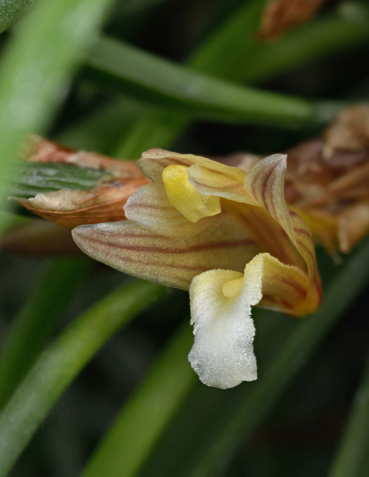 Maxillaria uncata - Candy-Stripe Orchid, The Hook Shaped Maxillaria