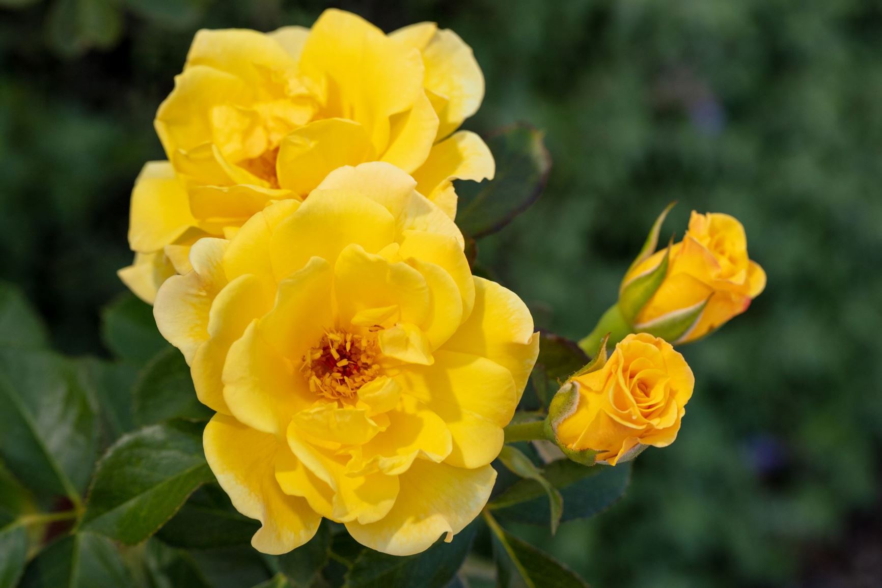 Rosa 'BAIine' Yellow Submarine - Shrub rose hybrid