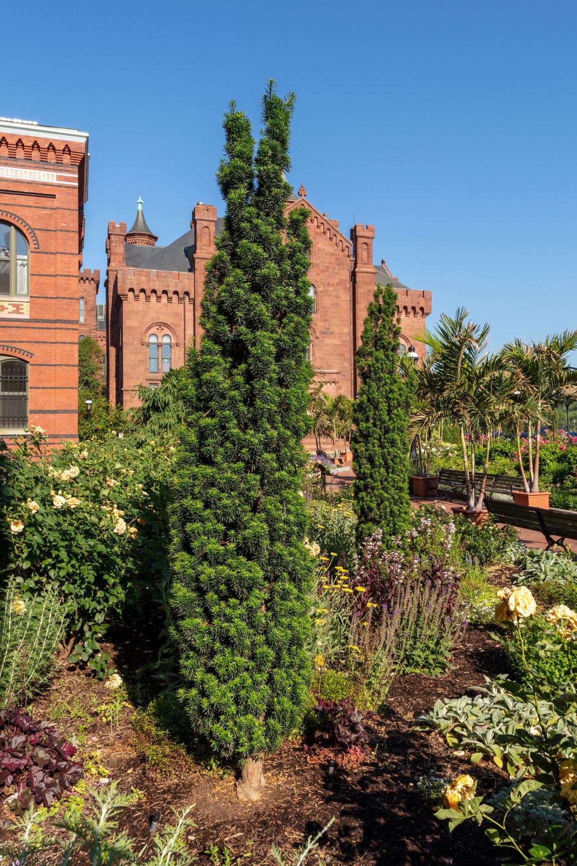 Taxus × media 'Flushing' - Anglojap yew cultivar