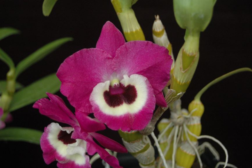 Dendrobium Star Glory Noriko Dendrobium Clonal Hybrid Smithsonian