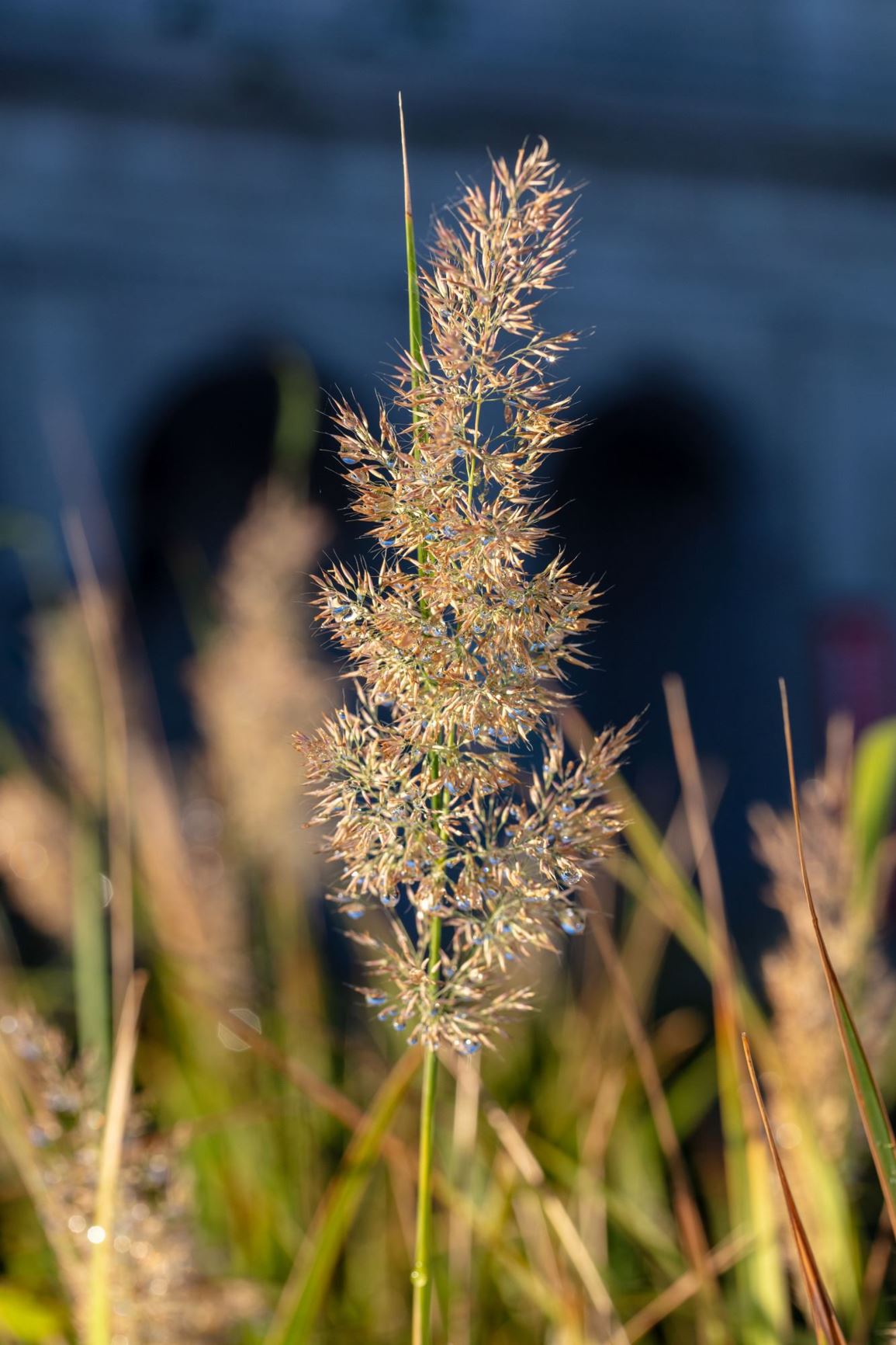 Calamagrostis arundinacea - Feather reed grass, Foxtail grass, Reed grass