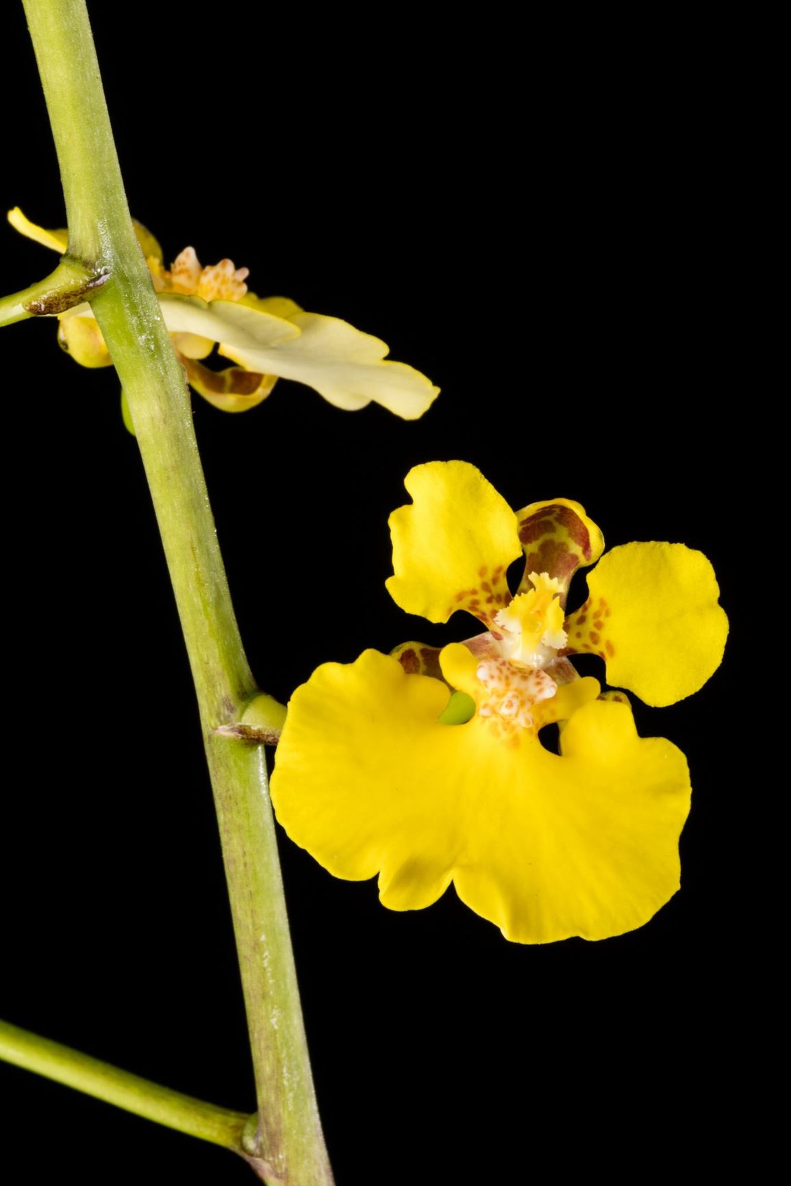 Rossioglossum ampliatum - Broad Pseudobulb Rossioglossum, Turtle Shell Orchid, Yellow Bee, La Tortuga, Lluvia de Oro