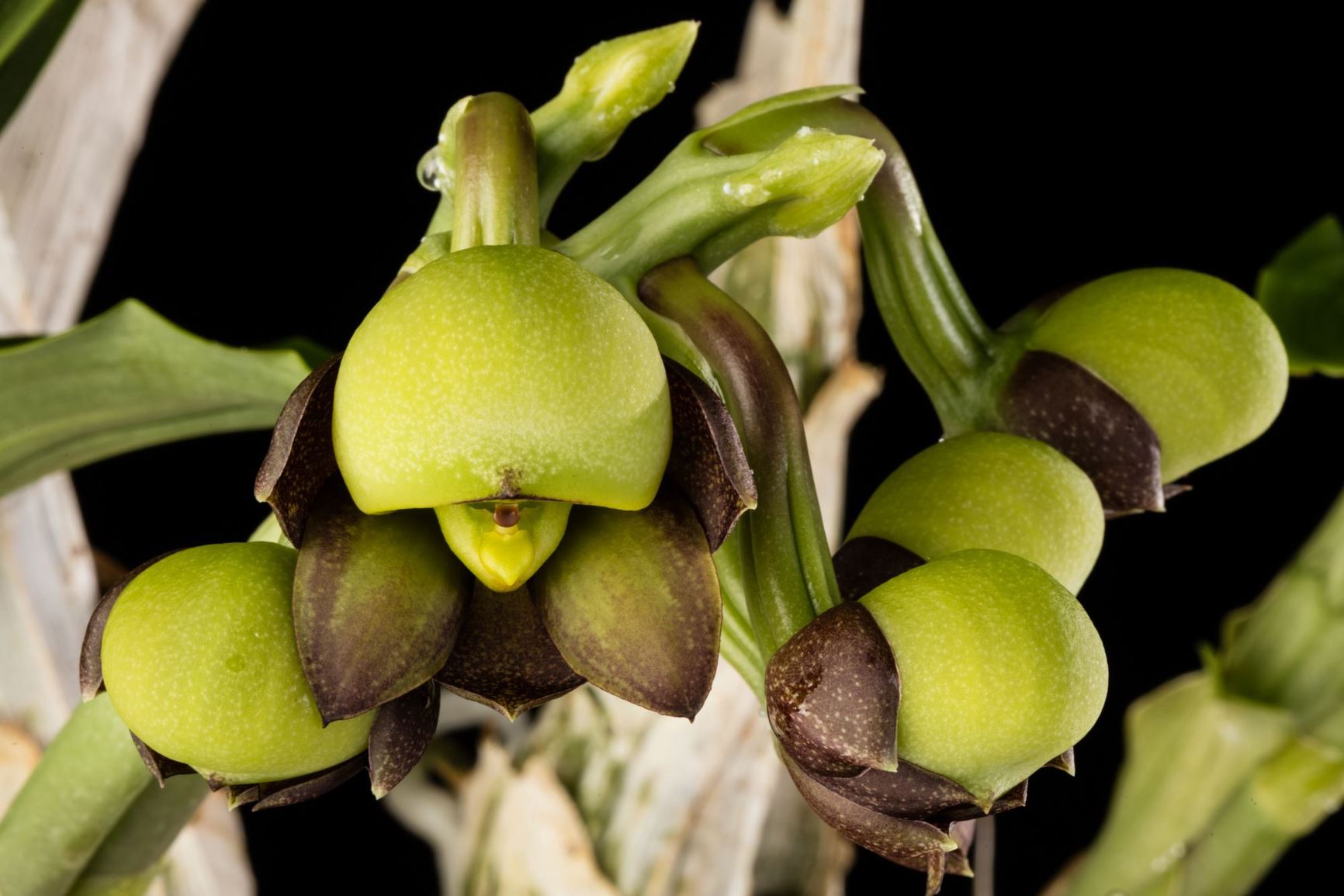 Catasetum tenebrosum - The Dark-Brown Catasetum