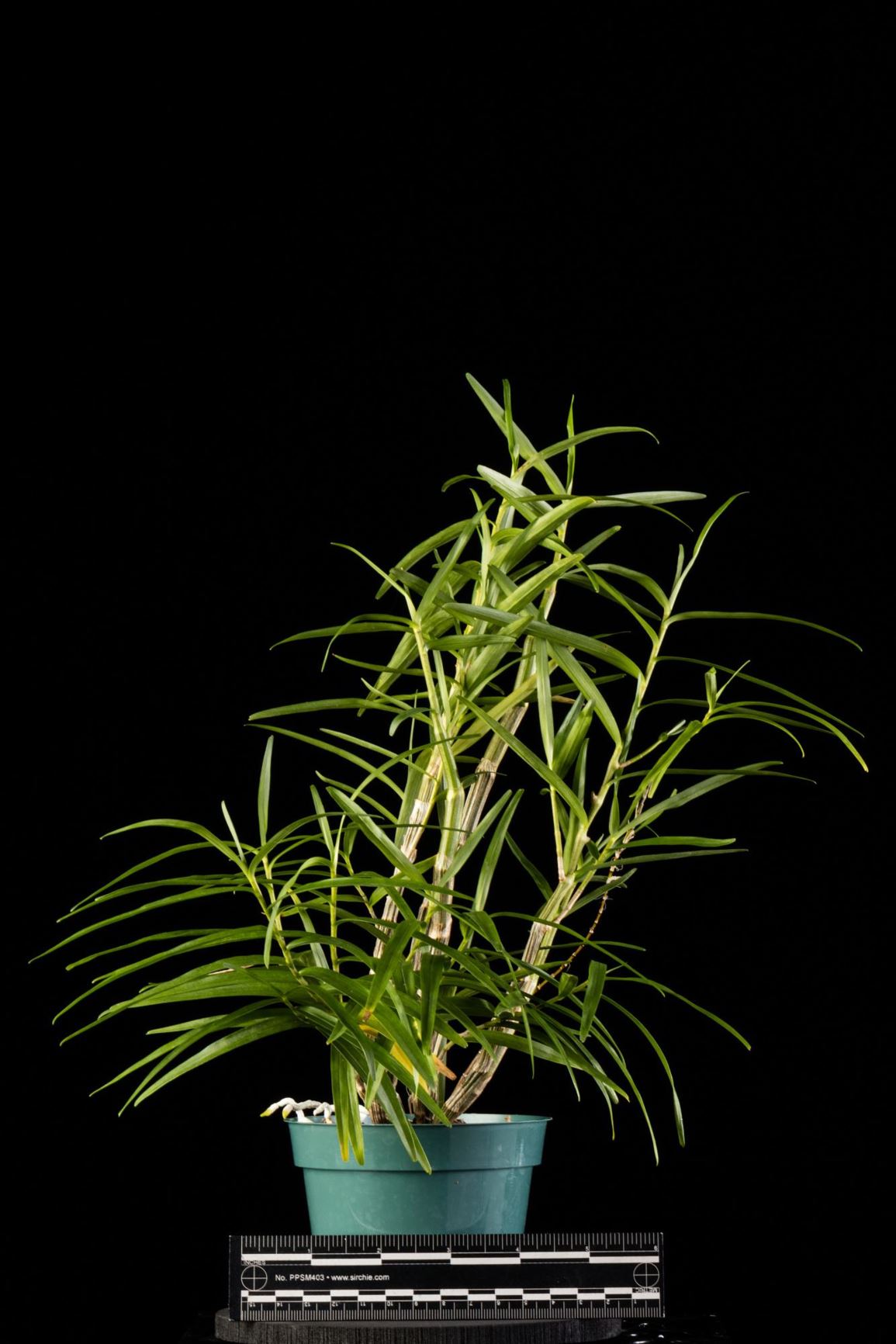 Dendrobium hancockii - Hancock's Dendrobium