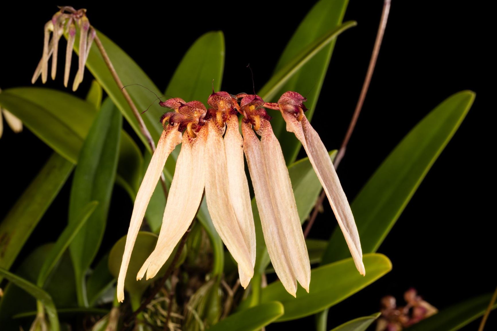 Bulbophyllum cumingii - Cumming's Bulbophyllum
