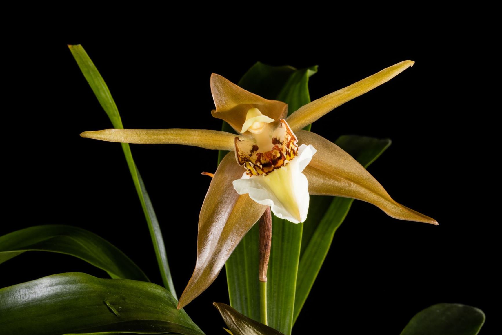 Coelogyne lawrenceana - Lawrence's Coelogyne