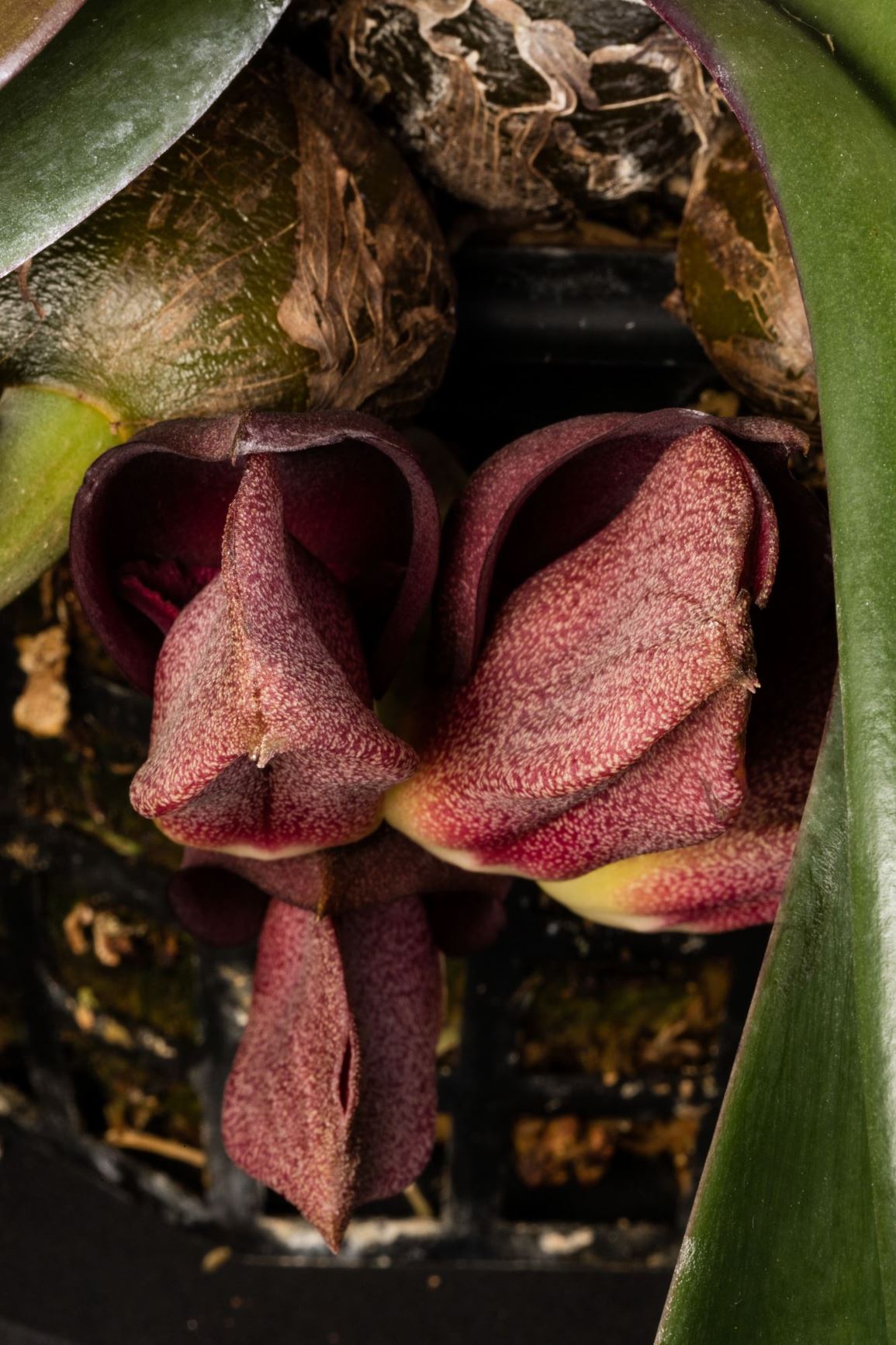 Bulbophyllum orthosepalum - The Straight Petaled Bulbophyllum