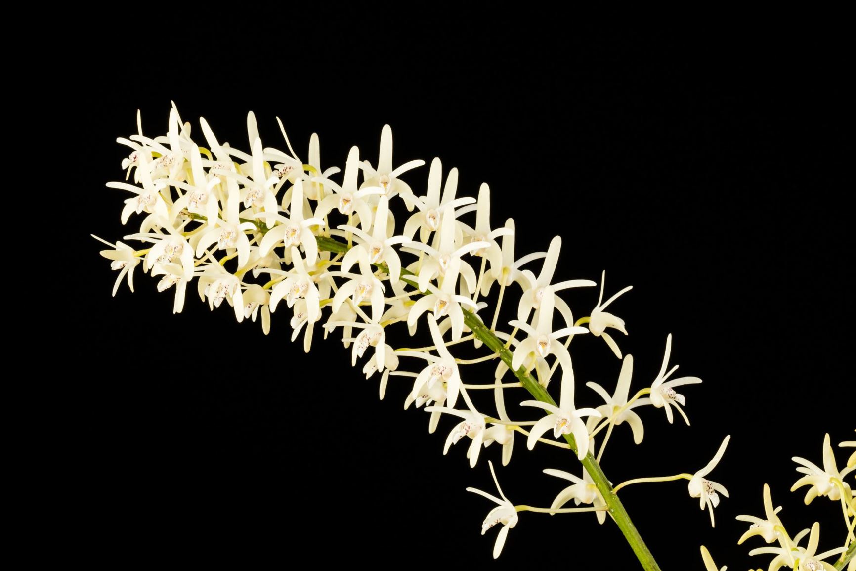 Dendrobium speciosum - King Orchid, Rock Lily, Sydney Rock Orchid, The Outstanding Dendrobium