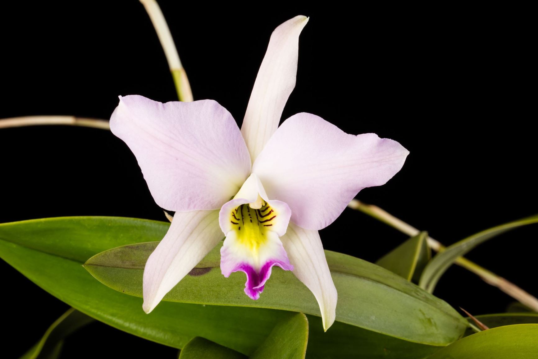 Laelia anceps subsp. anceps 'Marble Queen' × L. anceps 'Wallbrunn' - Two-Edged Laelia clonal variety