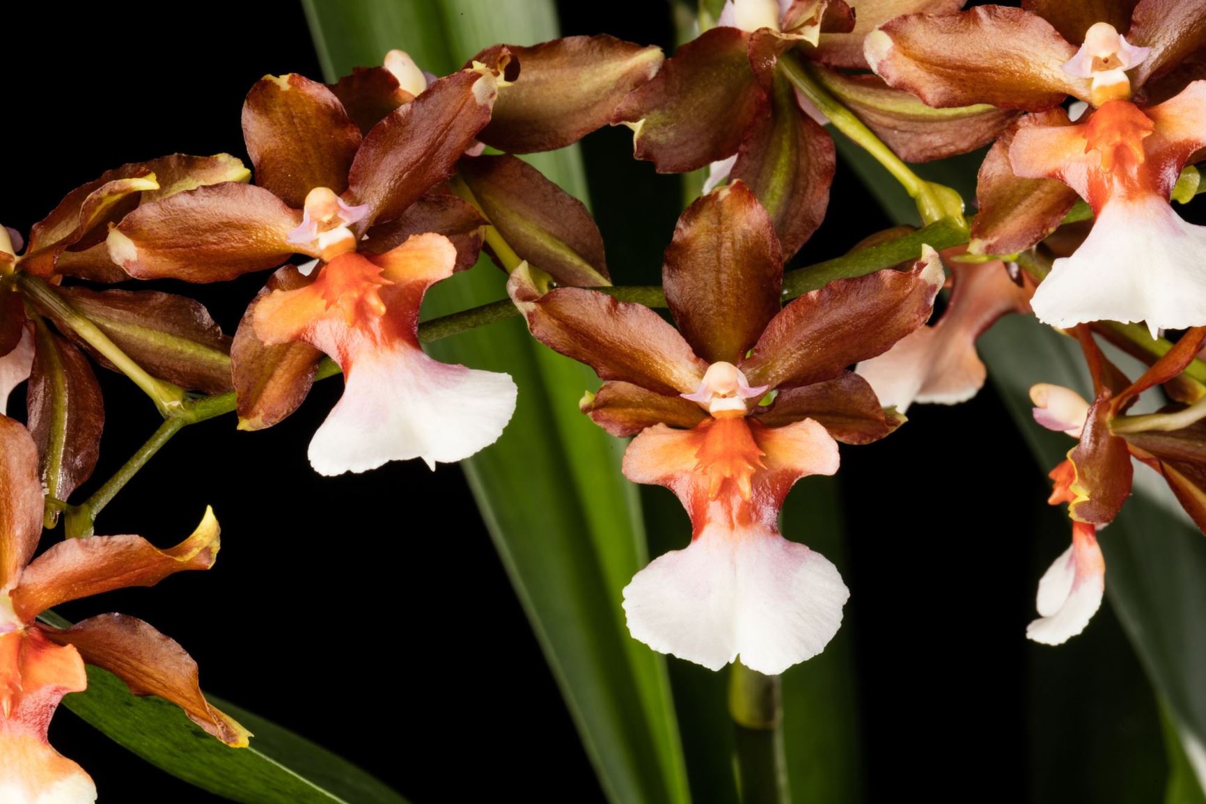 Oncidium Copper Scarab 'Brass Brethren' - Oncidium clonal hybrid