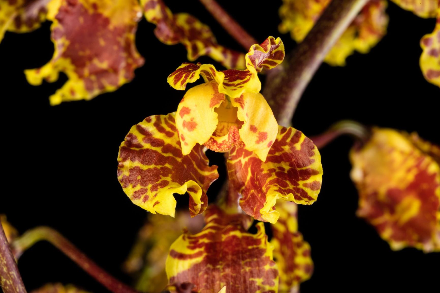 Cyrtopodium withneri - Withner's Cyrtopodium