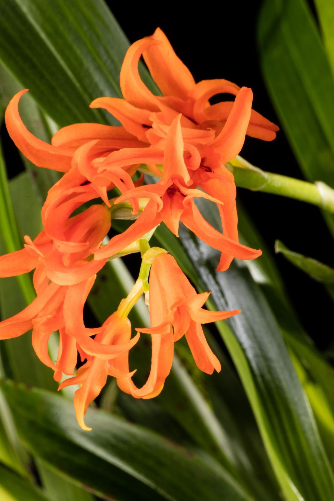 Brassia aurantiaca - Orange Claw, The Red-Orange Brassia