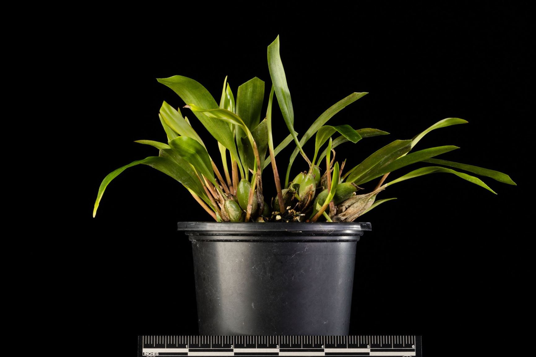 Coelogyne gracilis - The Graceful Coelogyne, The Graceful Dendrochilum
