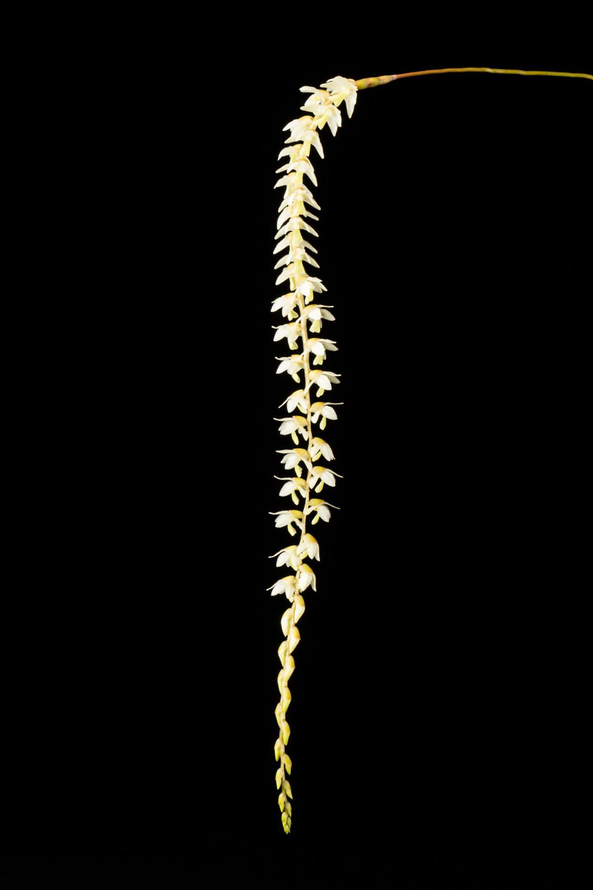 Coelogyne cobbiana - Cobb's Coelogyne, Dangling Chain Orchid, Cobb's Dendrochilum