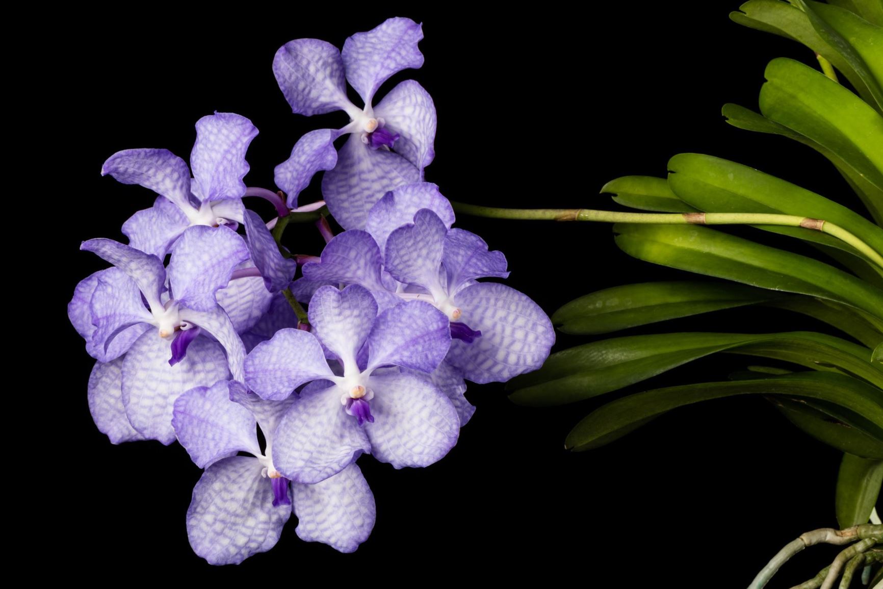 Vanda coerulea - The Blue Vanda