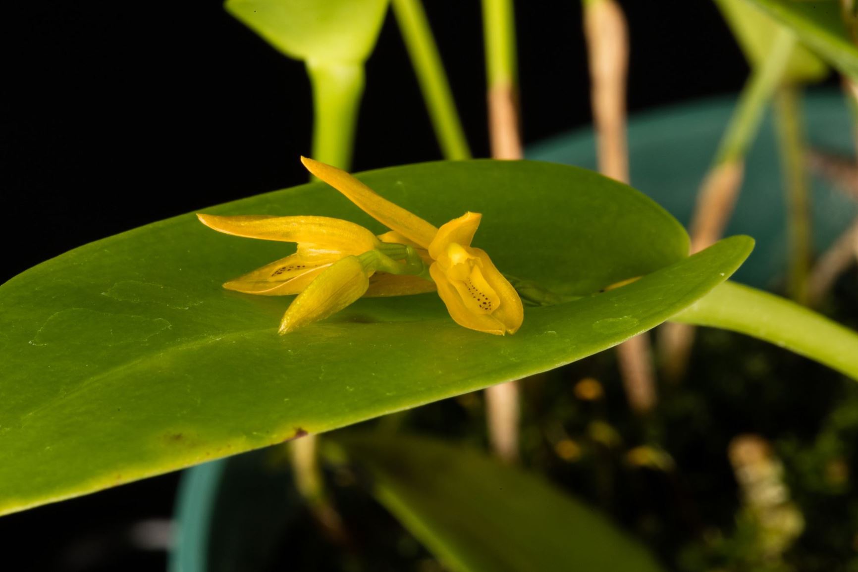 Acianthera luteola