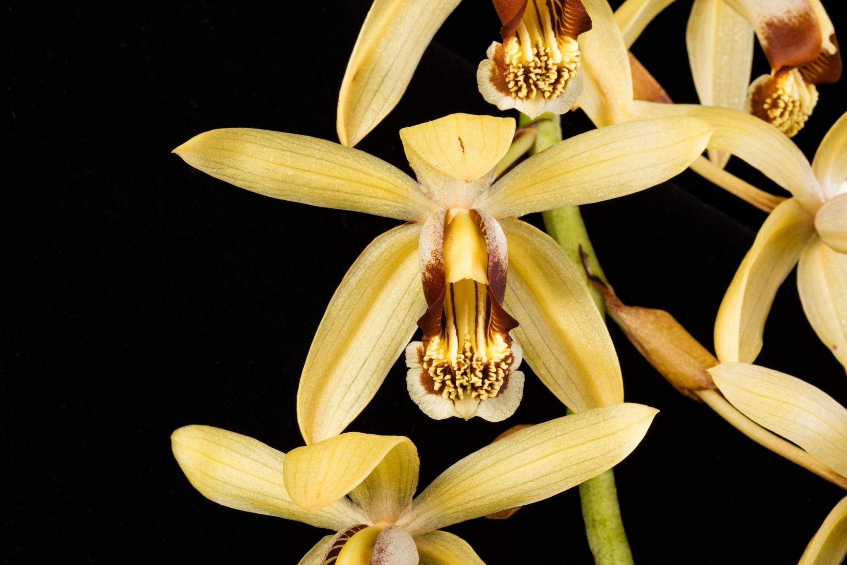Coelogyne tomentosa - The Hairy Coelogyne
