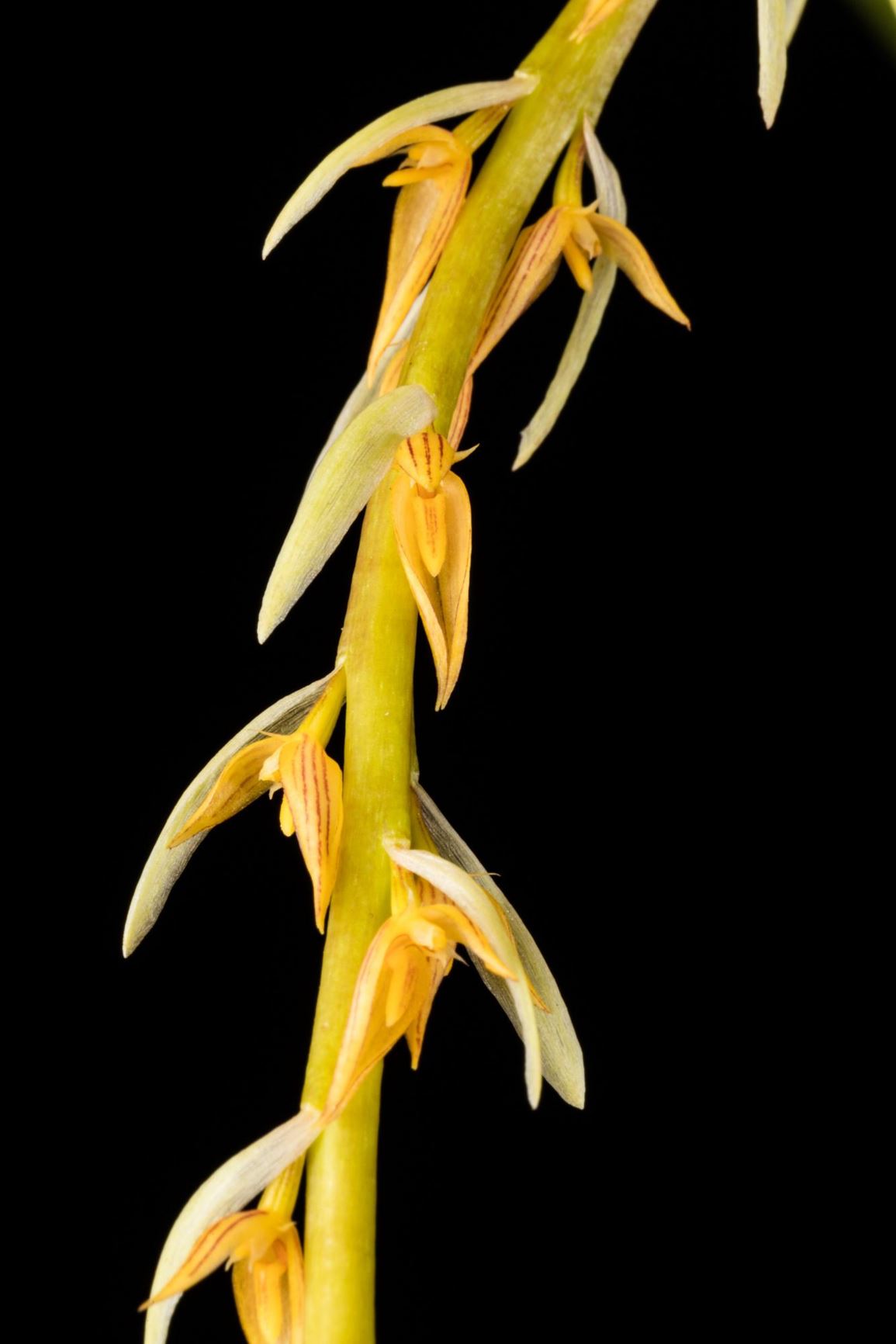 Bulbophyllum rufinum - The Fox-Red Bulbophyllum