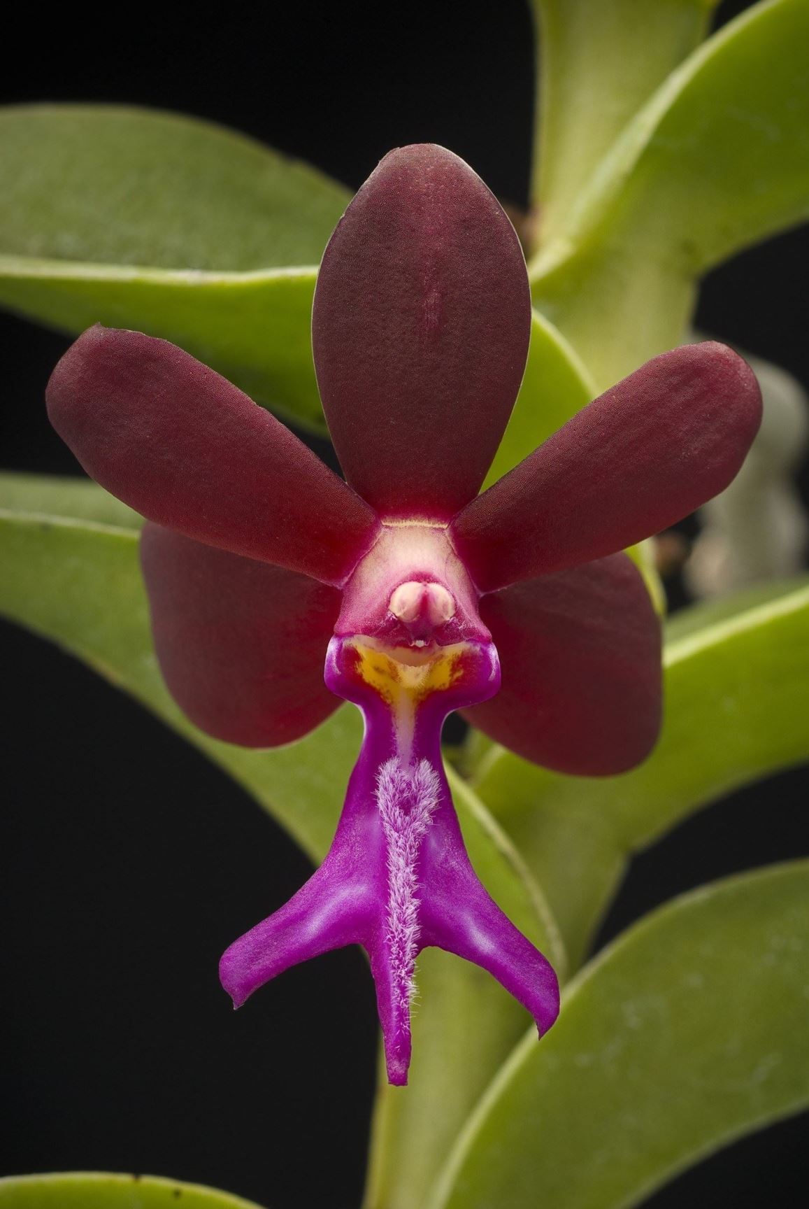 Trichoglottis atropurpurea - Purple Beard Orchid, The Dark Purple Trichoglottis