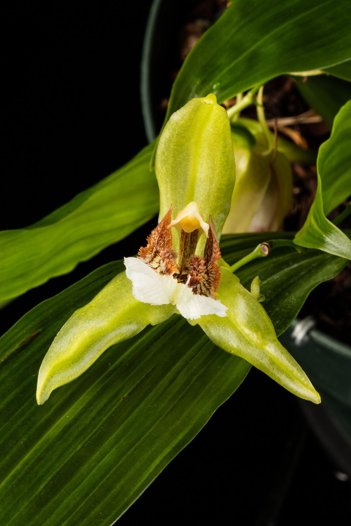 Coelogyne speciosa - The Beautiful Coelogyne