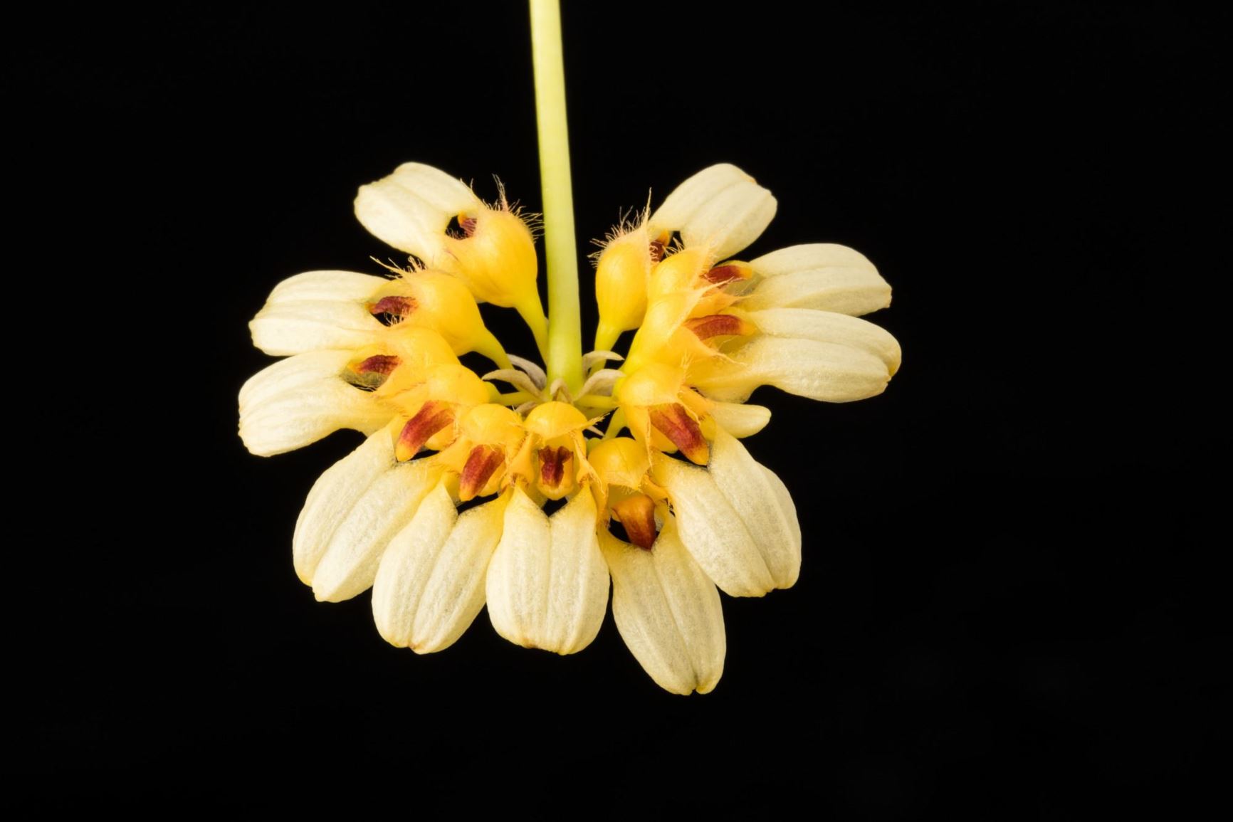 Bulbophyllum auratum 'Other World' - The Golden Bulbophyllum clone