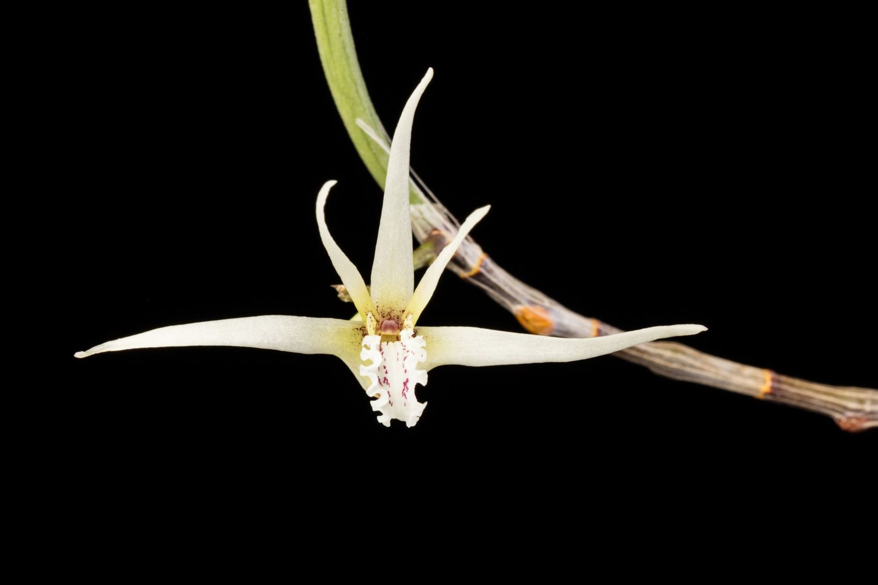 Dendrobium teretifolium - Bridal Veil Orchid, Pencil Orchid, Rat Tail Orchid