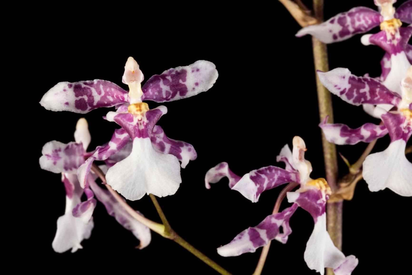 Oncidium incurvum - The Bent Oncidium