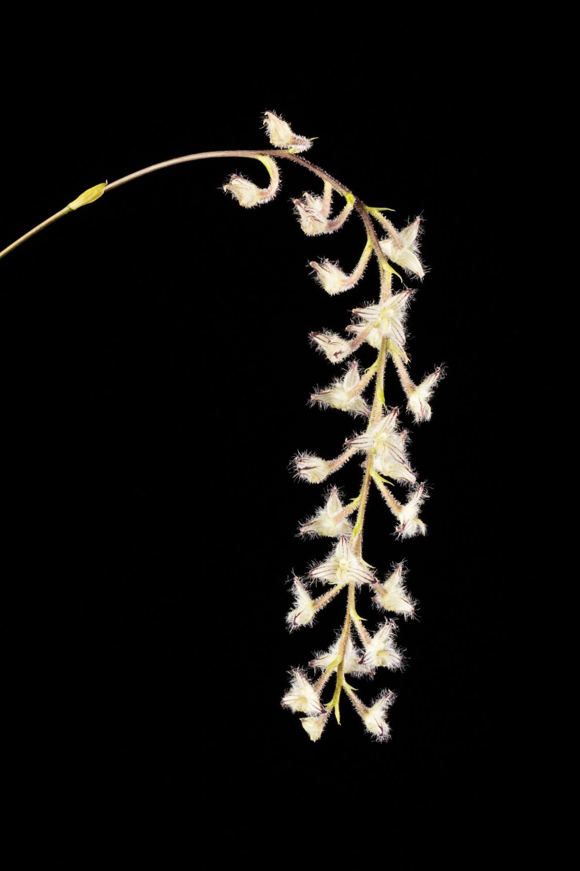 Bulbophyllum lindleyanum - Lindley's Bulbophyllum