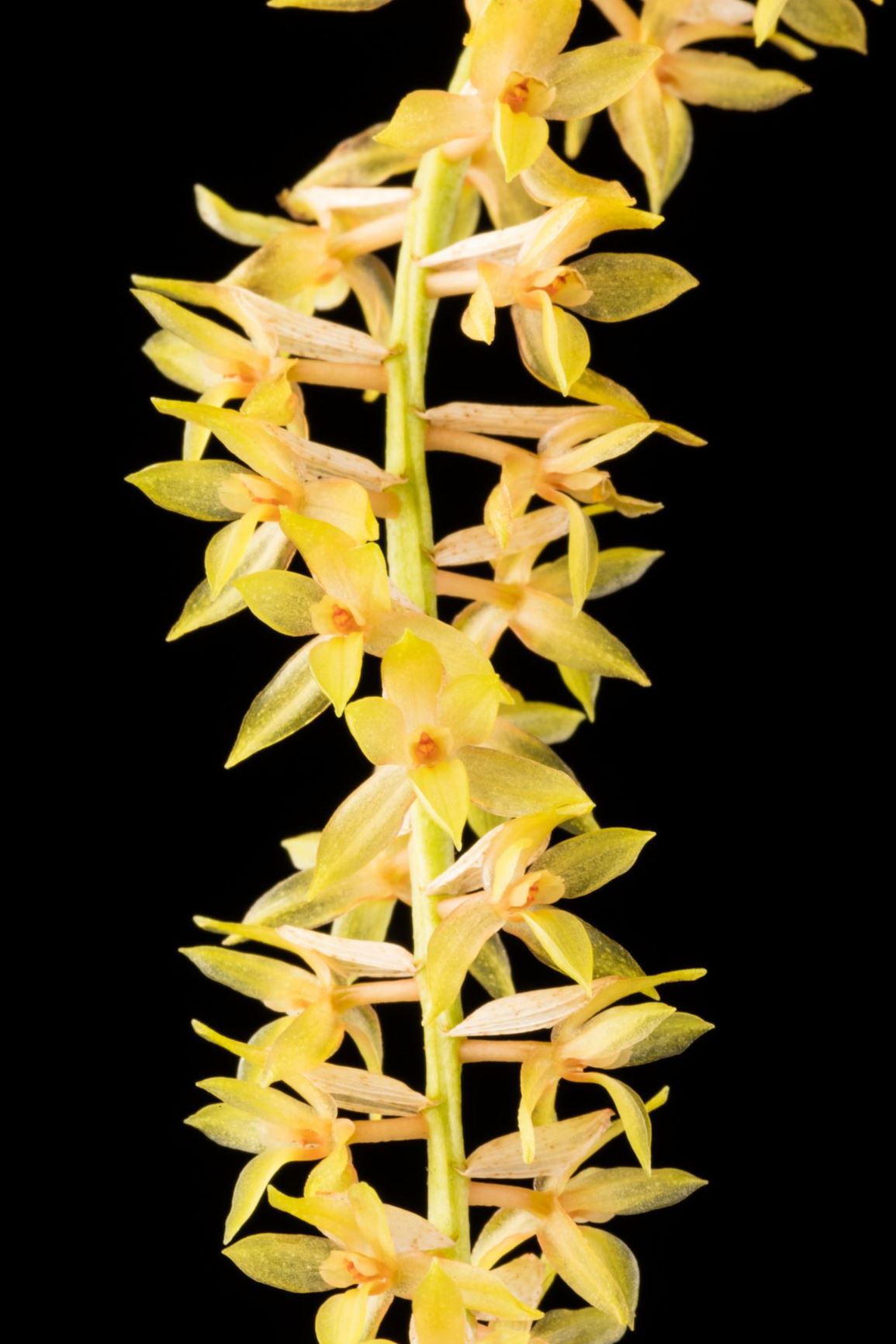 Coelogyne propinqua - Closely Related Coelogyne, Closely Related Dendrochilum