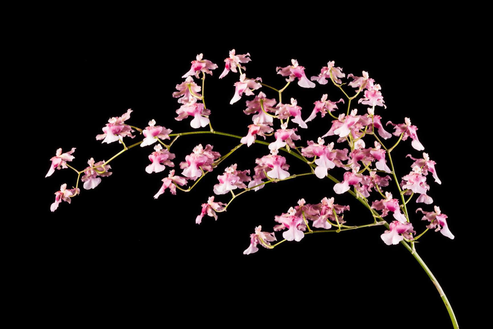 Oncidium Rosy Sunset 'Pacific Satin' - Oncidium clonal hybrid