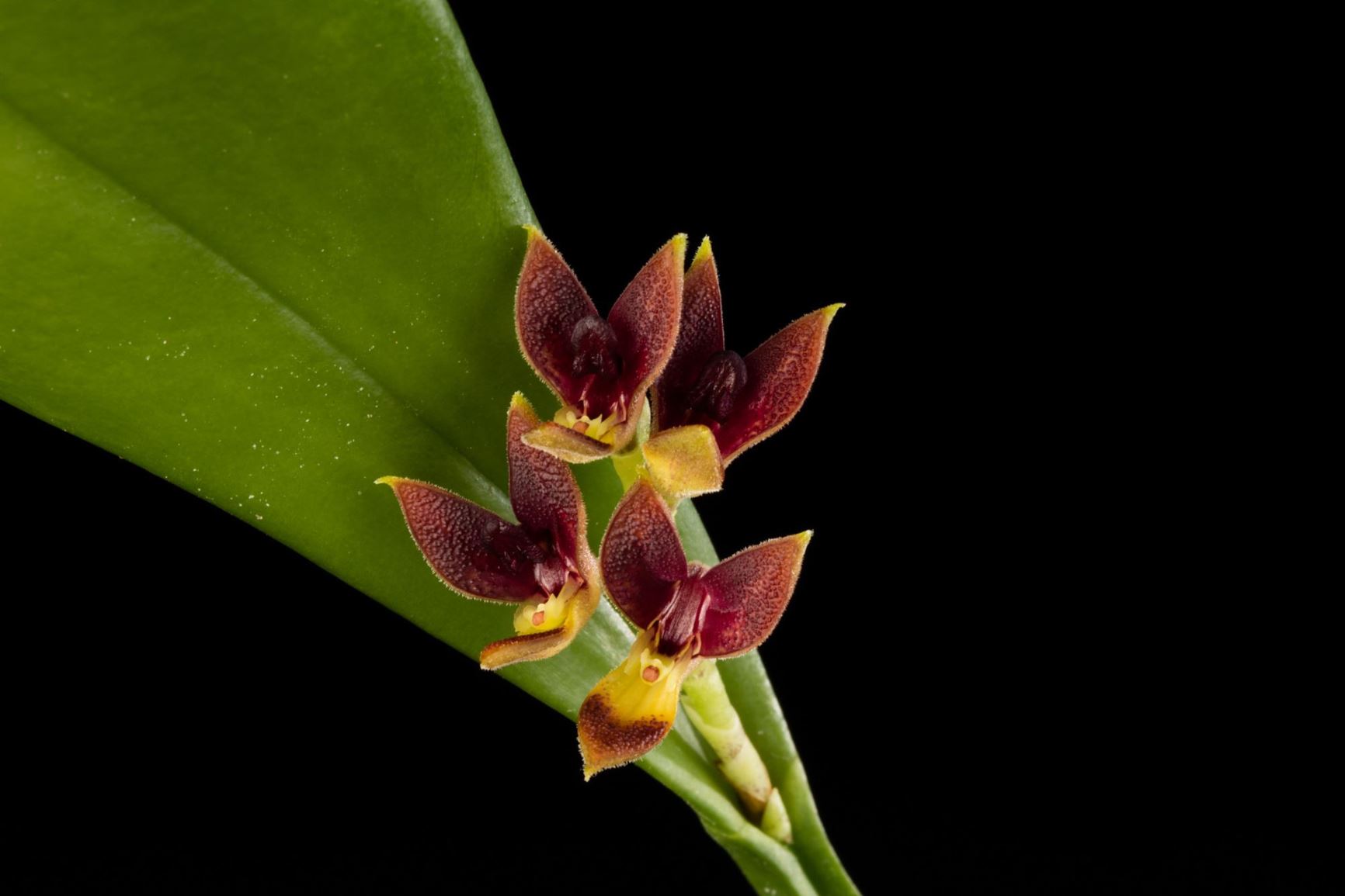 Acianthera hoffmannseggiana 'Woodstream'