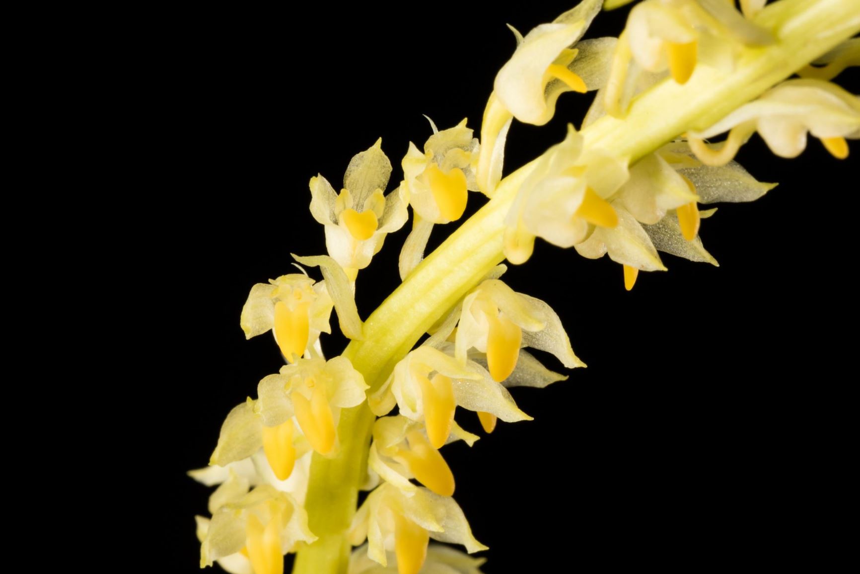 Bulbophyllum obtusipetalum - The Obtuse Petal Bulbophyllum