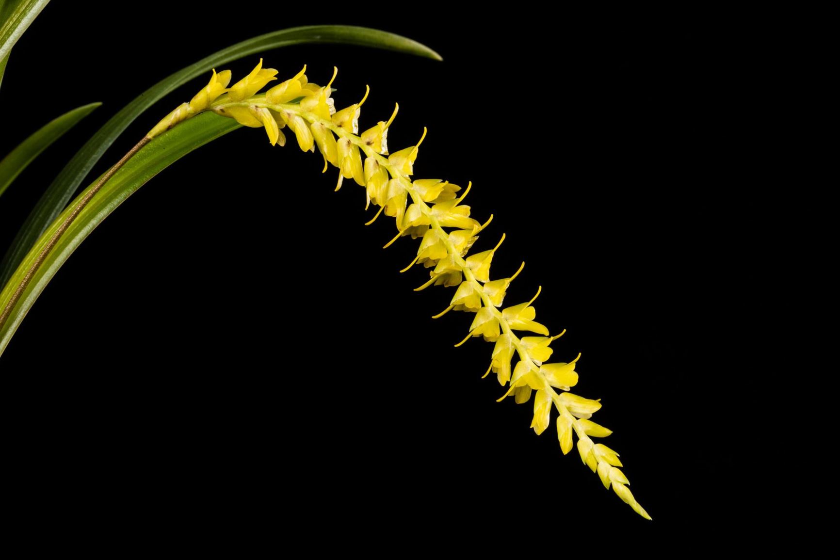 Coelogyne javieriana - Javier's Coelogyne, Javier's Dendrochilum