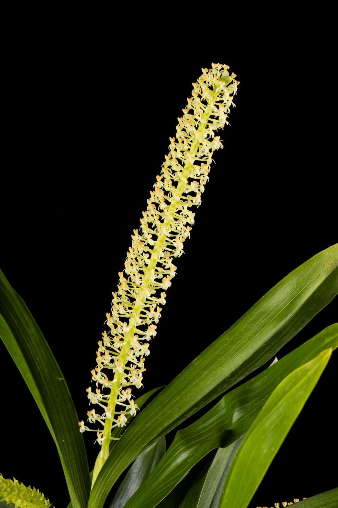 Liparis condylobulbon - Tapered Sphinx Orchid