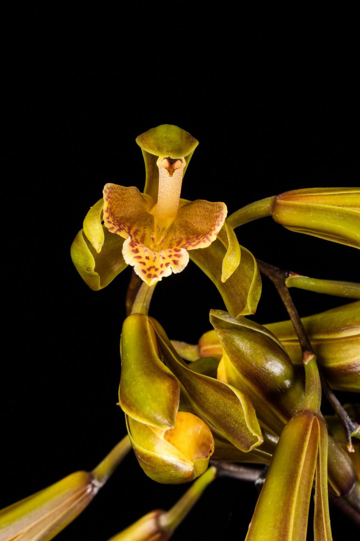 Cymbidium cochleare - The Spoon-Shaped Cymbidium