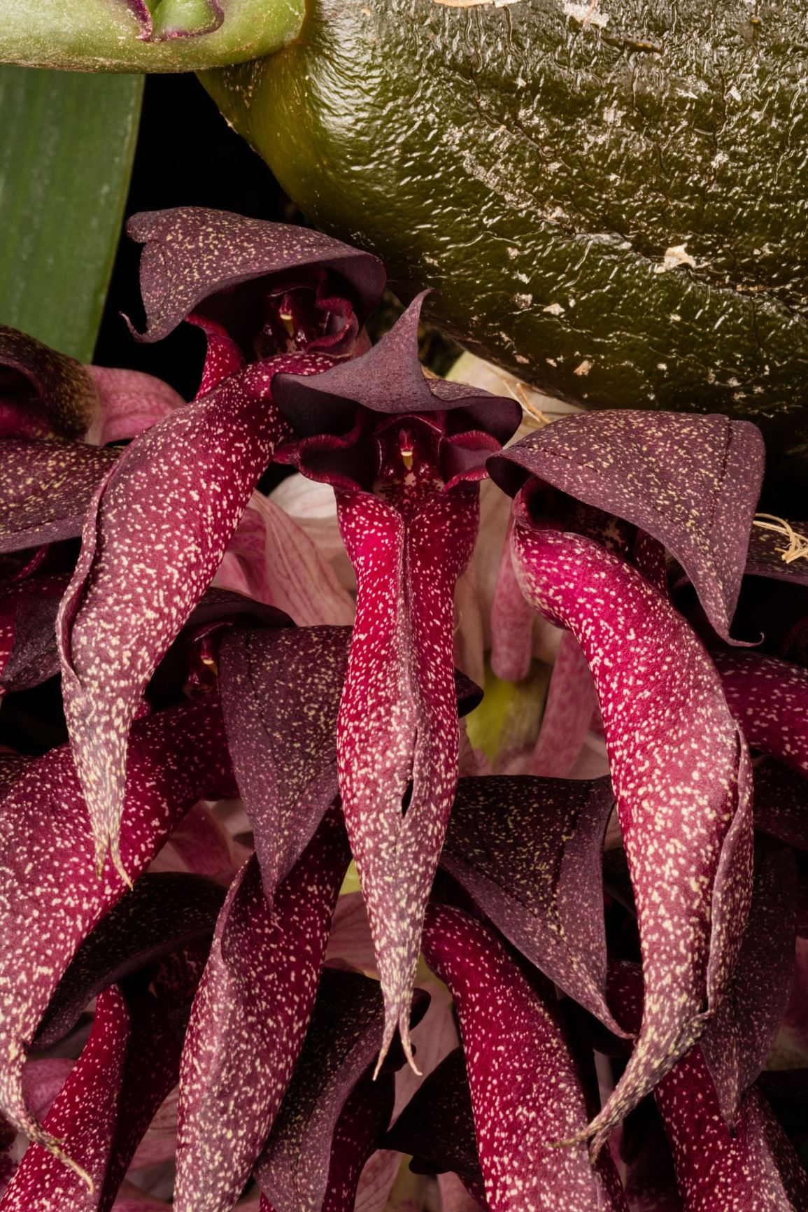 Bulbophyllum fletcherianum - Fletcher's Bulbophyllum, Spies' Bulbophyllum, Tongue Orchid