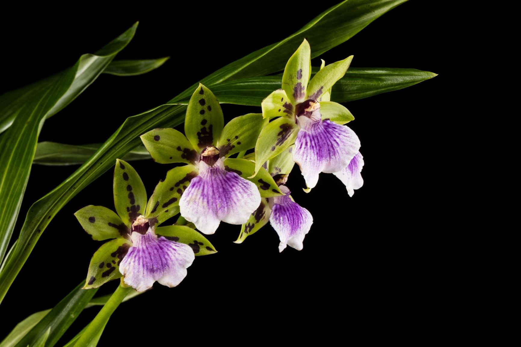 Zygoneria Adelaide Meadows - Zygoneria hybrid | Smithsonian Gardens