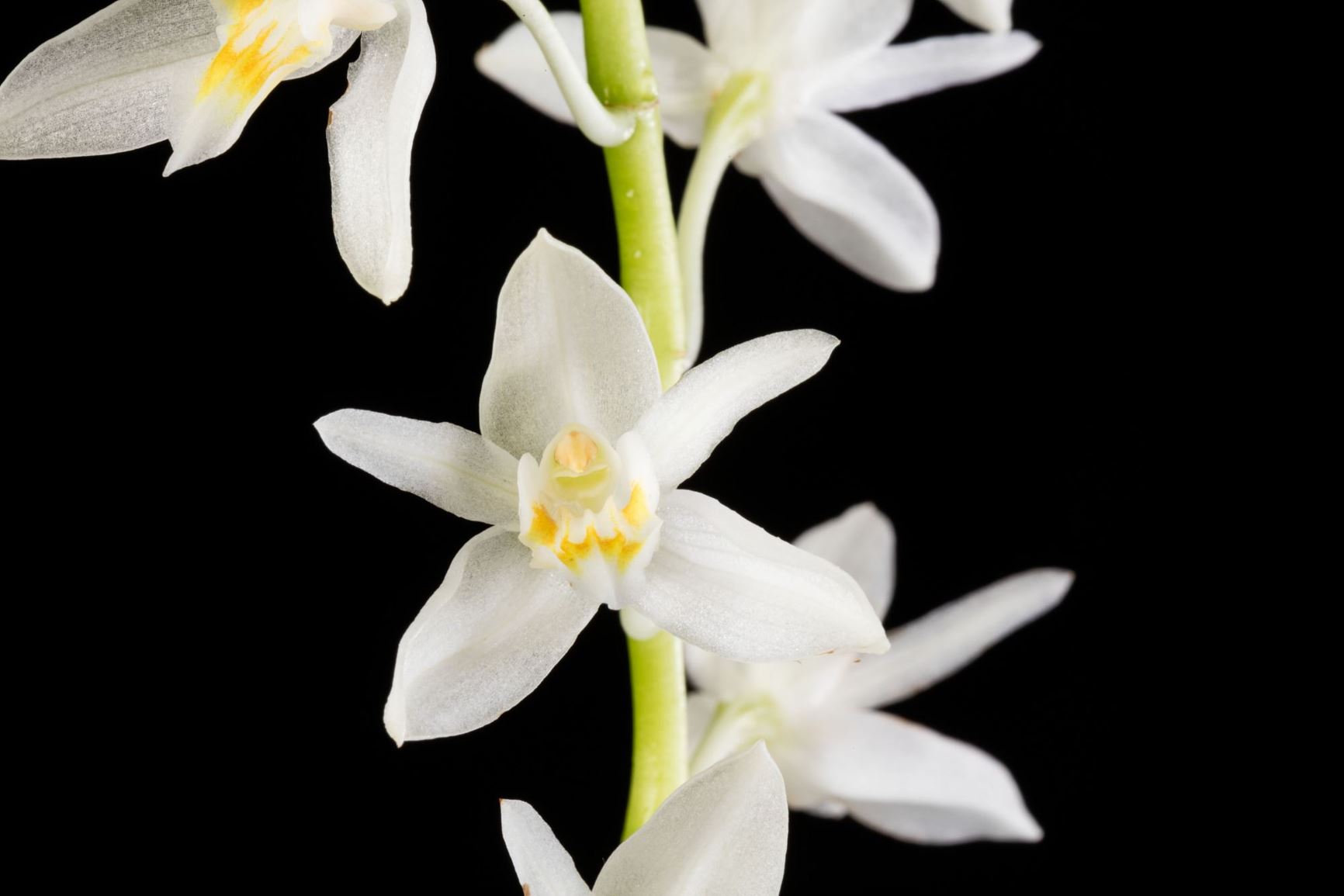 Coelogyne flexuosa - The Bent Raceme Coelogyne