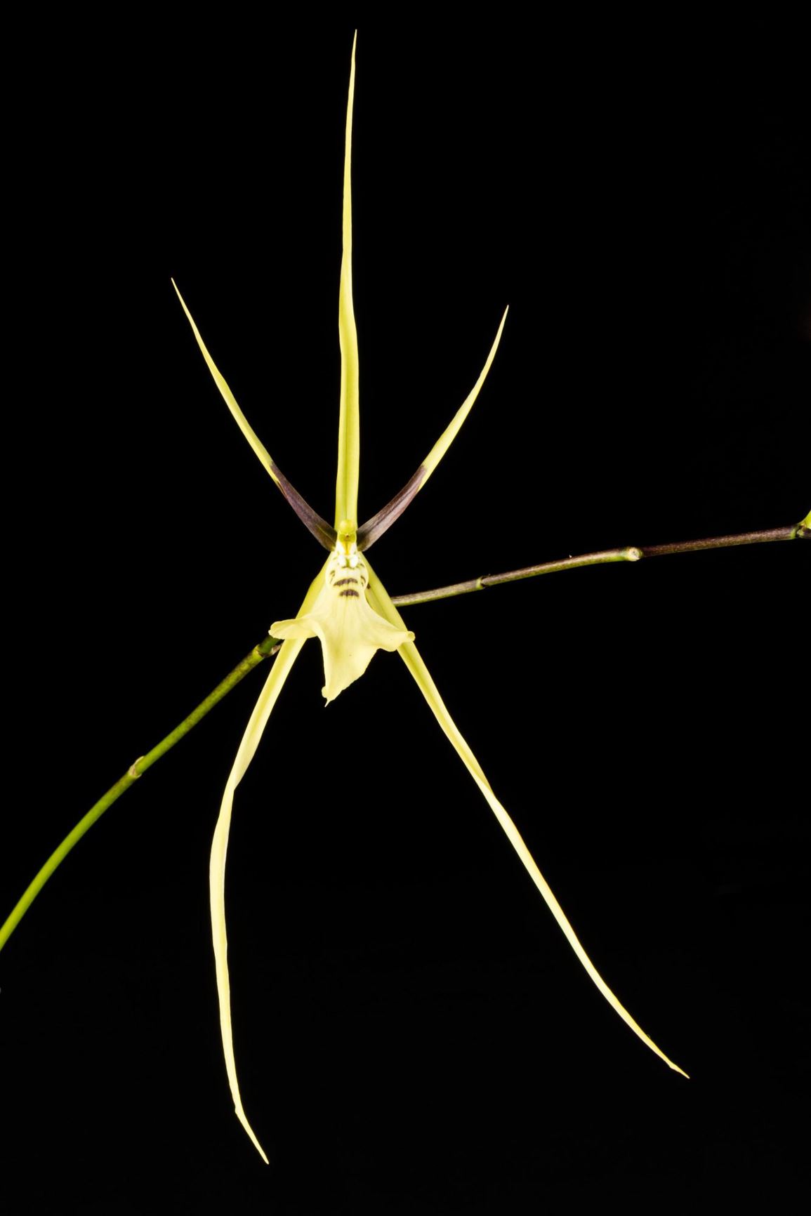 Brassia gireoudiana - Gireoud's Brassia