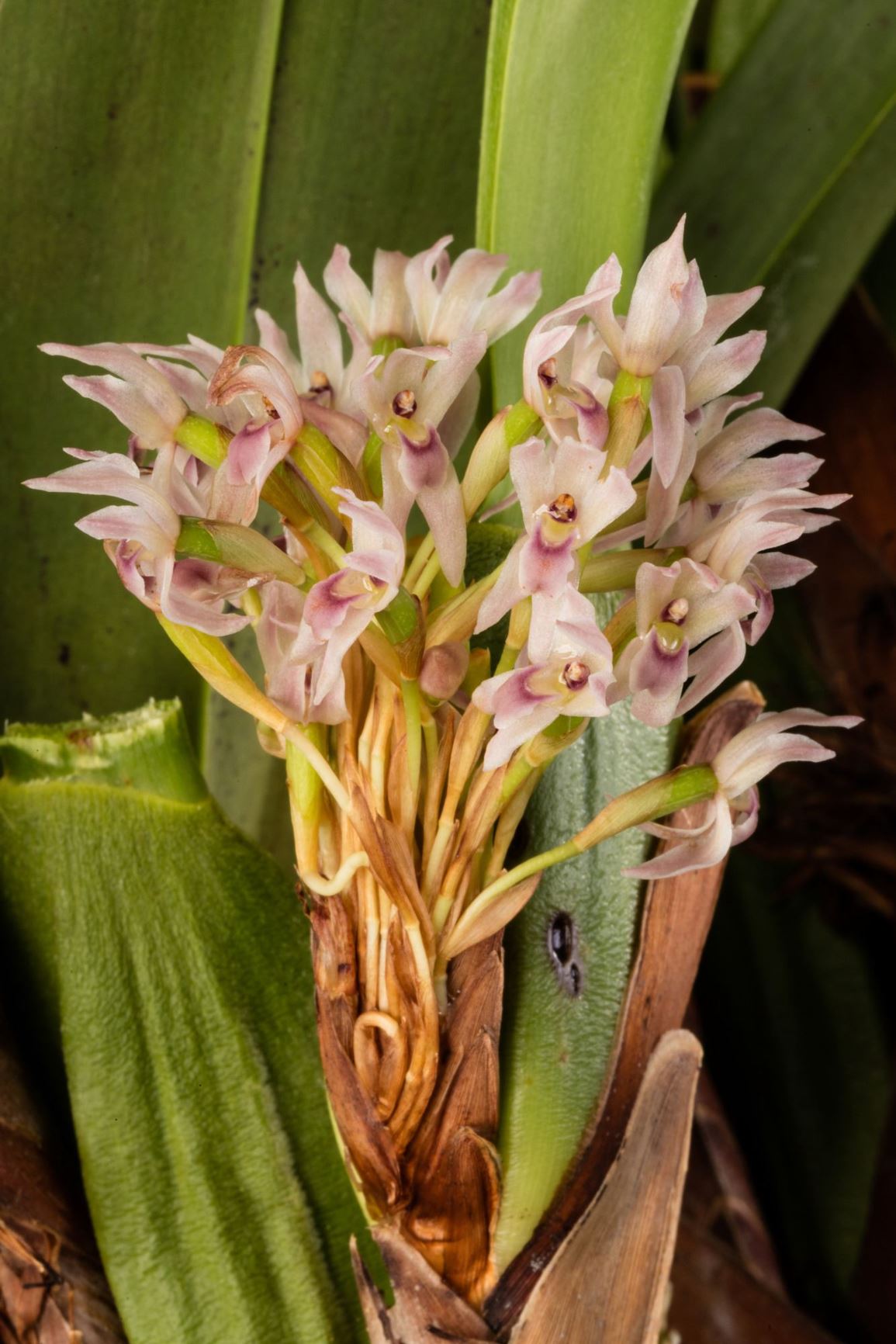 Maxillaria densa - The Crowded Maxillaria