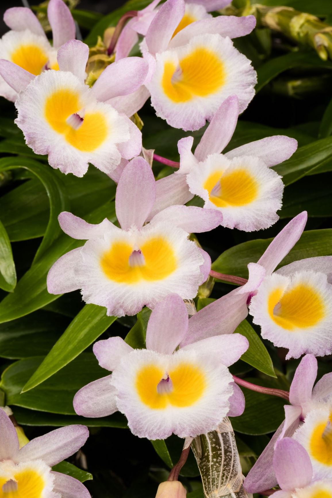 Dendrobium polyanthum - The Many Flowered Dendrobium
