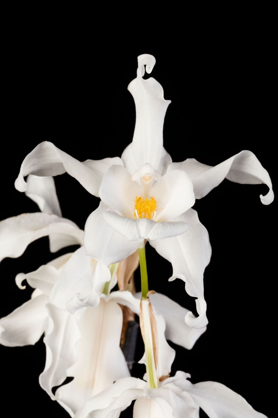 Coelogyne cristata - Crested Snow Orchid, The Crested Coelogyne