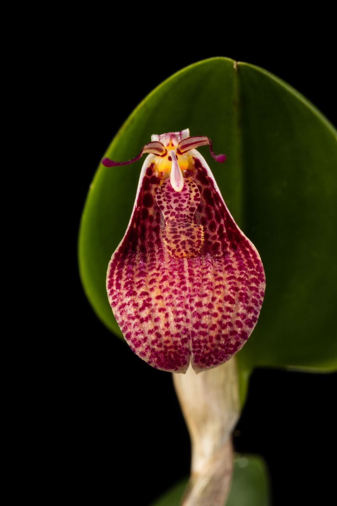 Restrepia elegans - The Elegant Restrepia