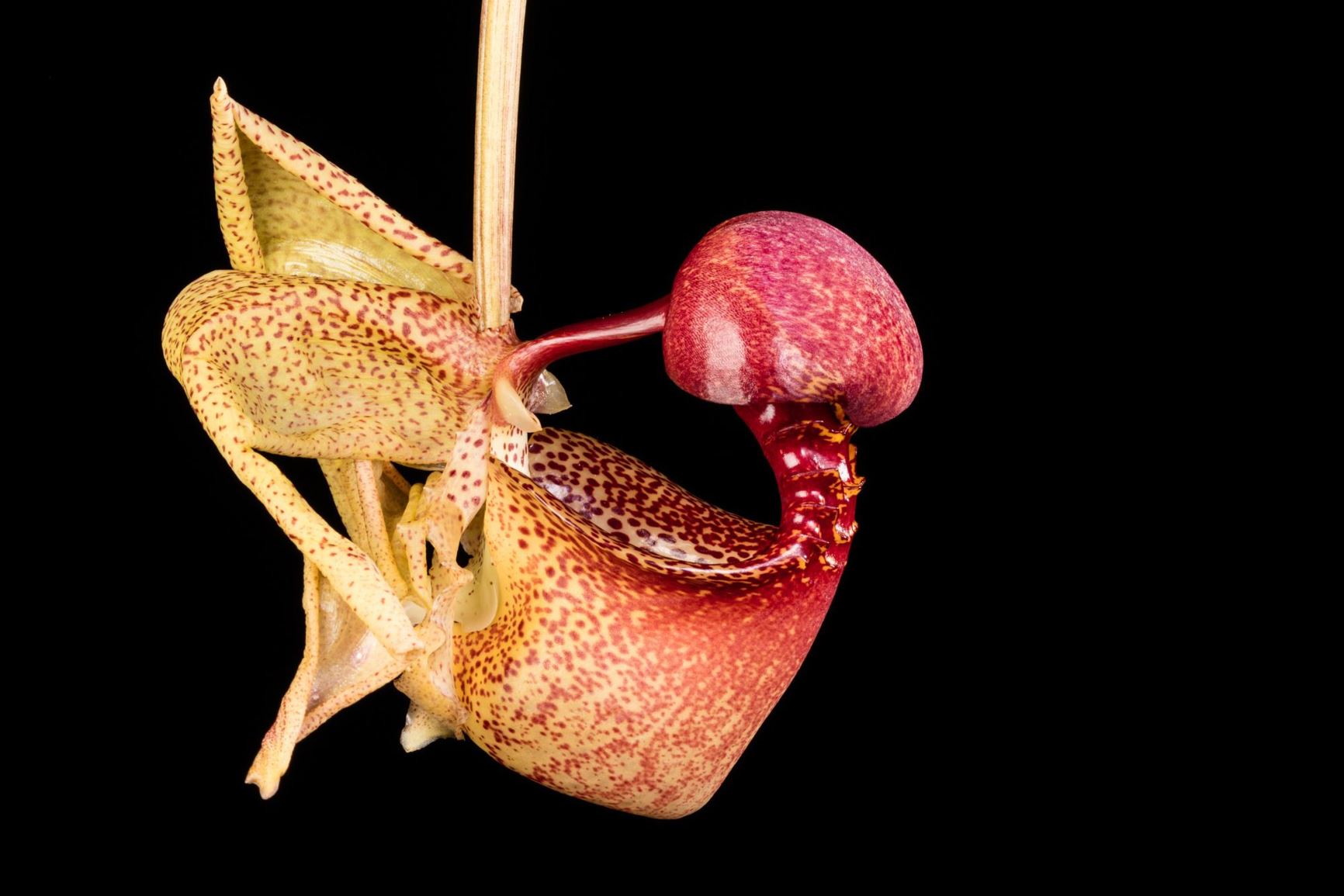 Coryanthes macrantha - The Bucket Orchid, Monkey Throat Orchid