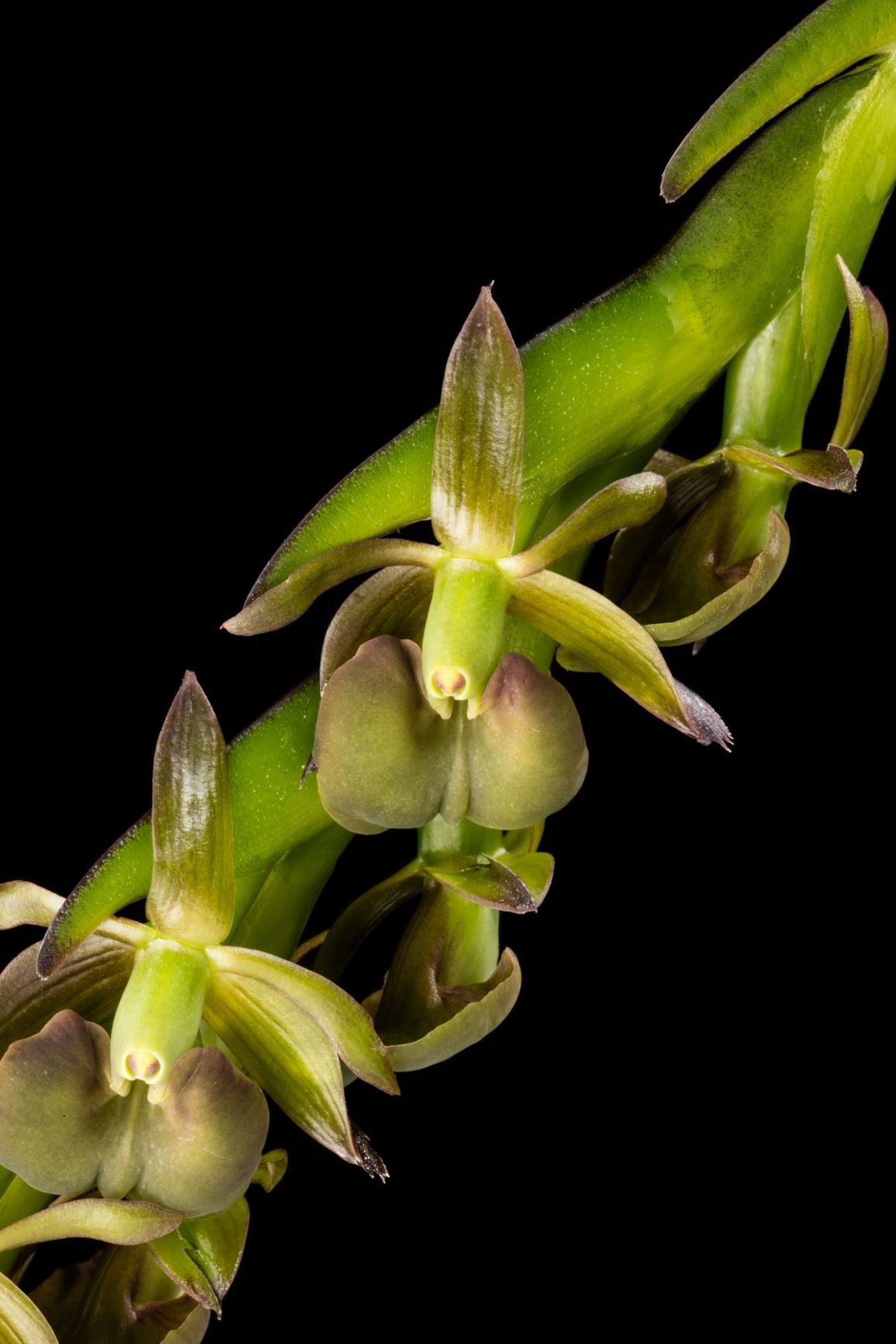 Epidendrum coriifolium 'Woodstream' - The Leather-like Leaf Epidendrum clone