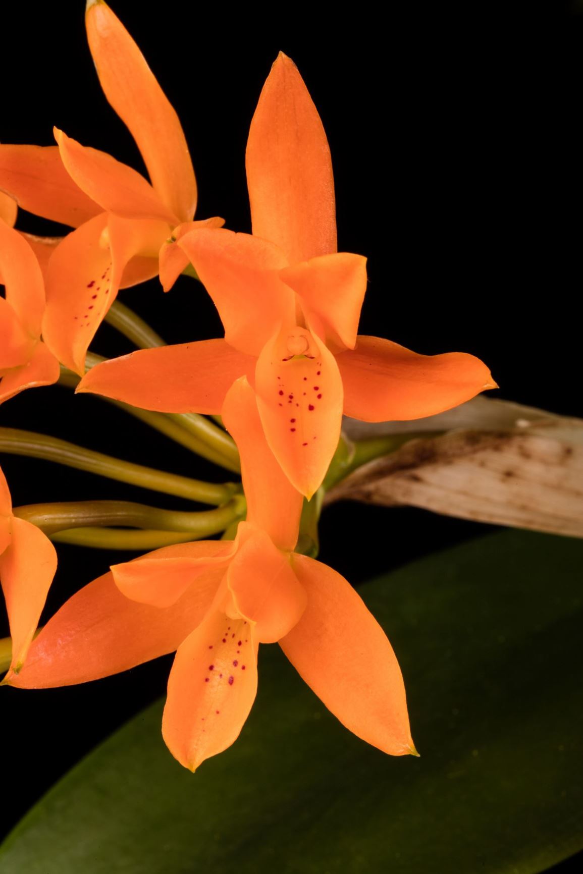 PlantFiles Pictures: Species Orchid, Orange Guarianthe (<i
